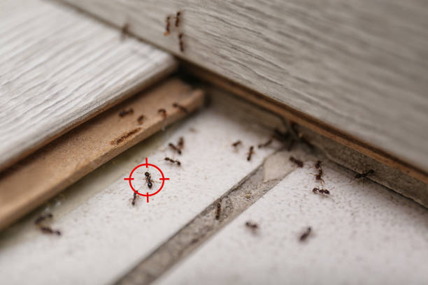 Best Pest Removal Services  in Miller Place, NY
